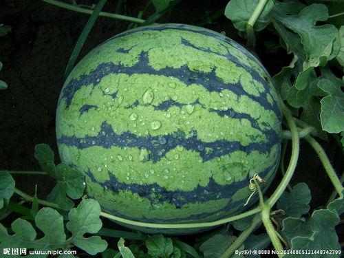 夏天吃小吊瓜好不好呢视频