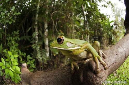 绿头蛙吃瓜视频大全下载,趣味横生的动物食趣集锦