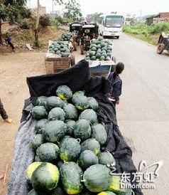 广西武鸣吃瓜事件视频最新,一场引发热议的街头冲突瞬间”