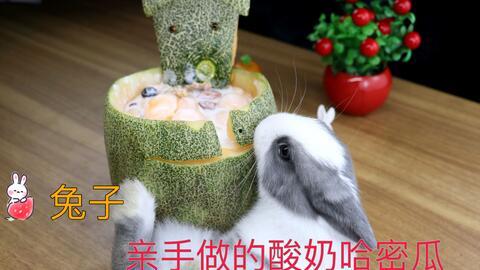 给小兔子吃哈密瓜视频,小兔子快乐品尝哈密瓜美味时光
