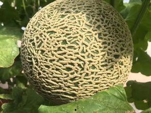 吃瓜熟蜂蜜视频,甜蜜背后的秘密大公开