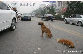 车祸小狗吃瓜视频大全集,萌态百出，网友热议