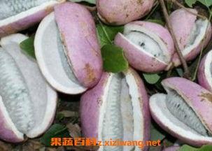 吃表妹的八月瓜视频